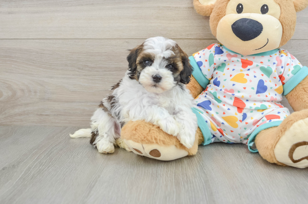 5 week old Havapoo Puppy For Sale - Seaside Pups