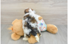 Adorable Havadoodle Poodle Mix Puppy