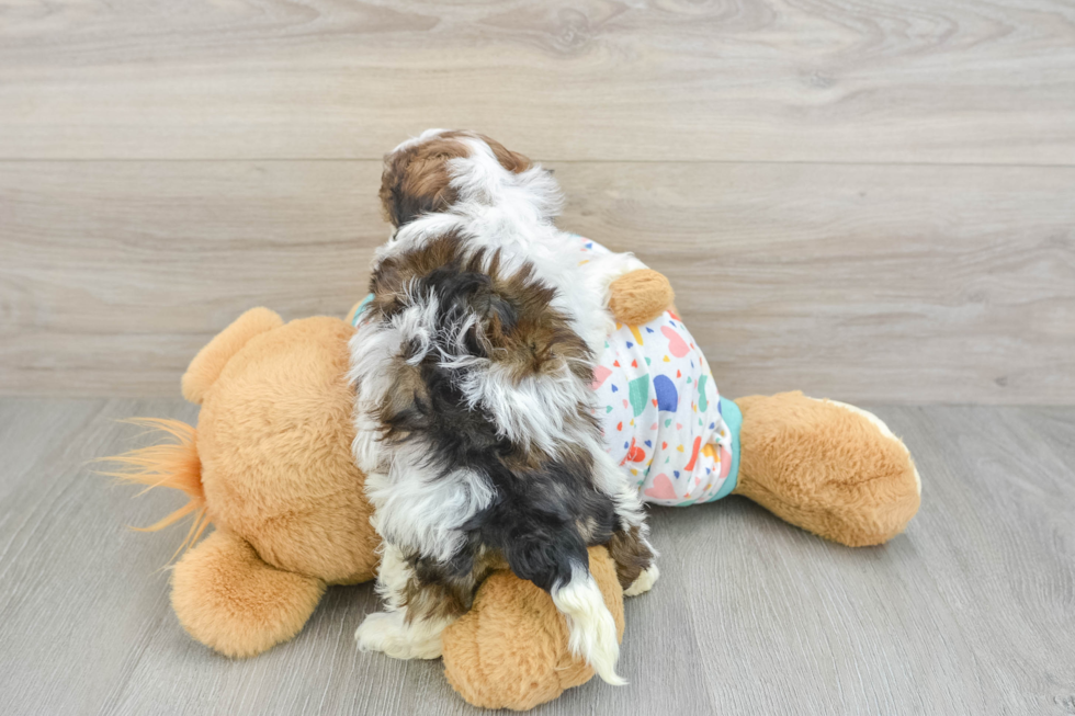 Adorable Havadoodle Poodle Mix Puppy