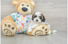 Smart Havapoo Poodle Mix Pup