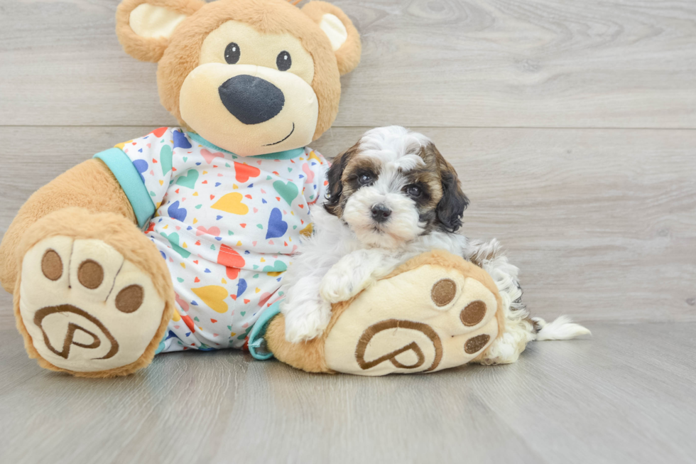 Smart Havapoo Poodle Mix Pup