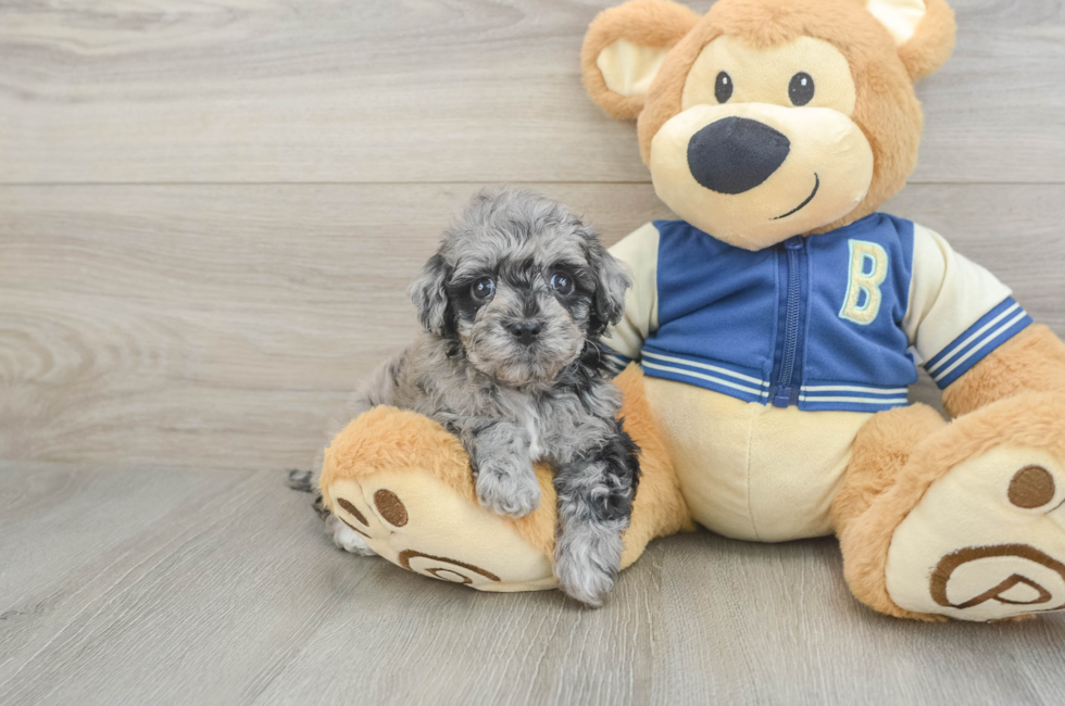 5 week old Havapoo Puppy For Sale - Seaside Pups