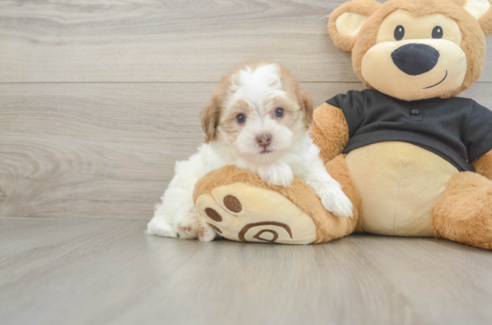 Havapoo Puppy for Adoption