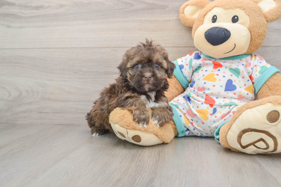 Havapoo Pup Being Cute