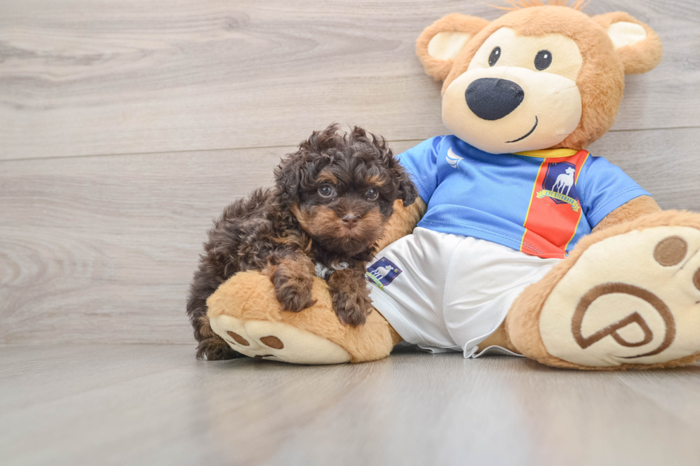 Fluffy Havapoo Poodle Mix Pup