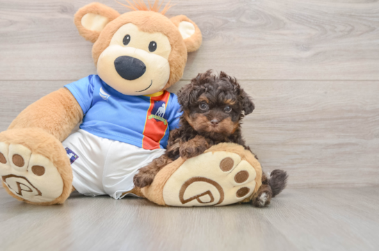 Popular Havapoo Poodle Mix Pup