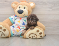 7 week old Havapoo Puppy For Sale - Seaside Pups