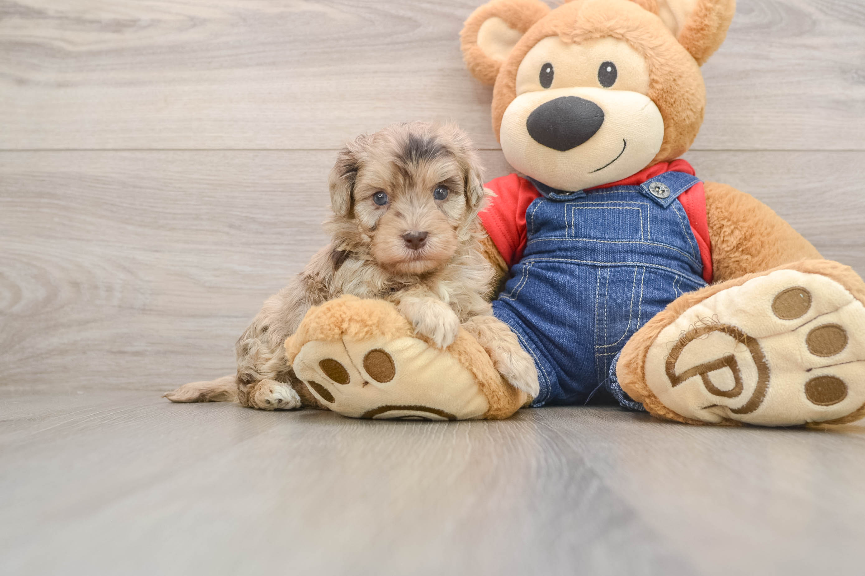 Havapoo Puppy for Adoption