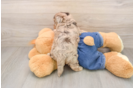 Hypoallergenic Havadoodle Poodle Mix Puppy