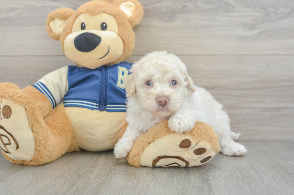 5 week old Havapoo Puppy For Sale - Seaside Pups