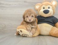 8 week old Havapoo Puppy For Sale - Seaside Pups