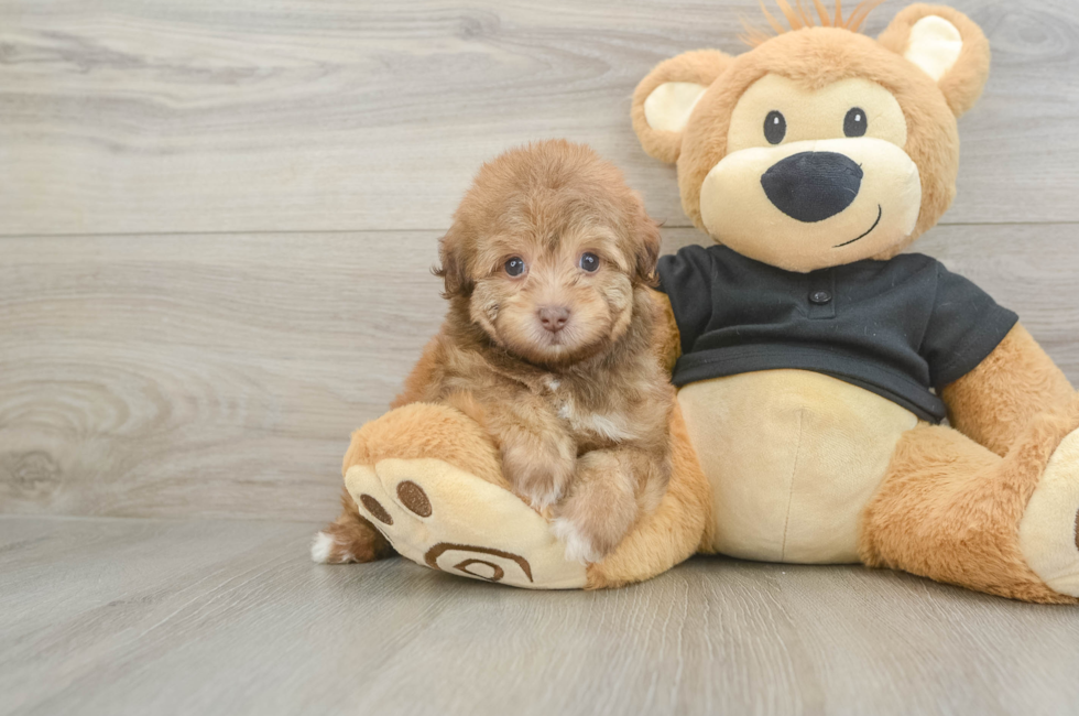 5 week old Havapoo Puppy For Sale - Seaside Pups