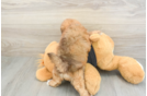 Hypoallergenic Havadoodle Poodle Mix Puppy
