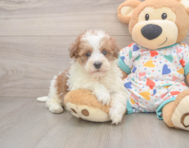 7 week old Havapoo Puppy For Sale - Seaside Pups