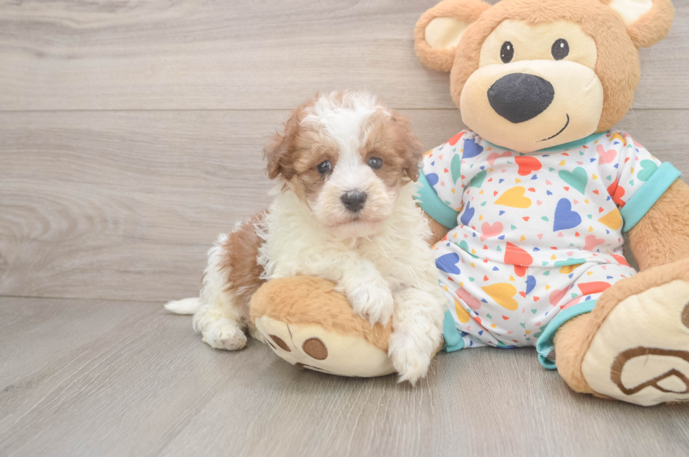 5 week old Havapoo Puppy For Sale - Seaside Pups
