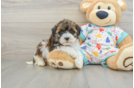 Havapoo Pup Being Cute