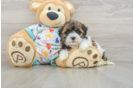 Best Havapoo Baby
