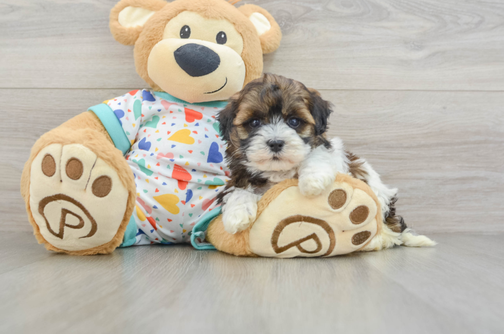5 week old Havapoo Puppy For Sale - Seaside Pups
