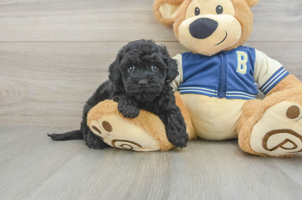 5 week old Havapoo Puppy For Sale - Seaside Pups