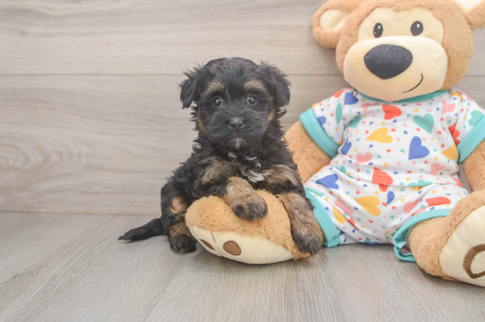 5 week old Havapoo Puppy For Sale - Seaside Pups
