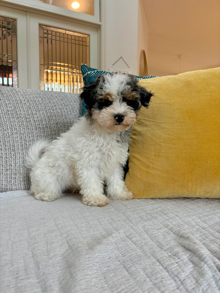 Cute Havadoodle Poodle Mix Puppy