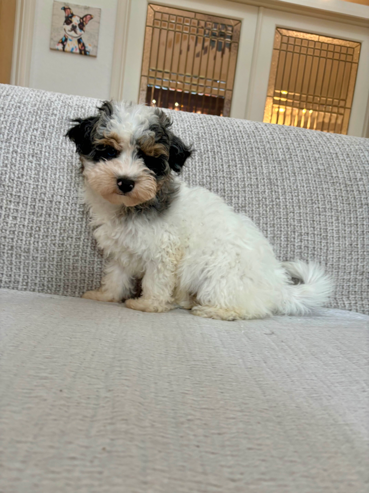 Cute Havadoodle Poodle Mix Puppy