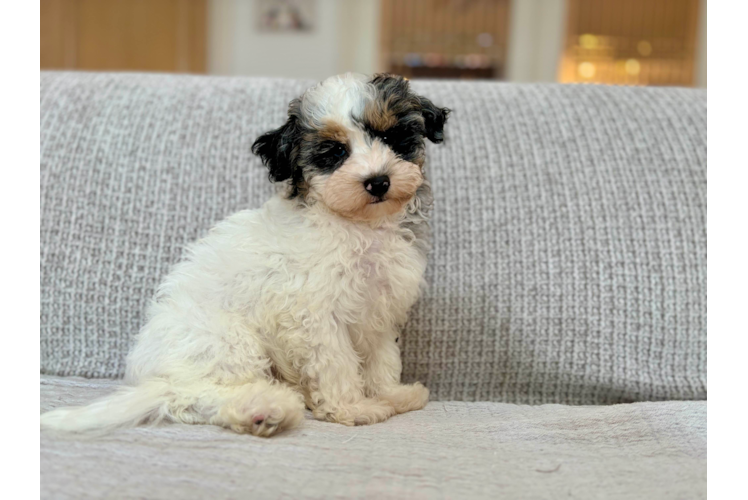 Cute Havadoodle Poodle Mix Puppy