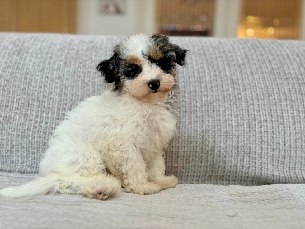 Cute Havadoodle Poodle Mix Puppy