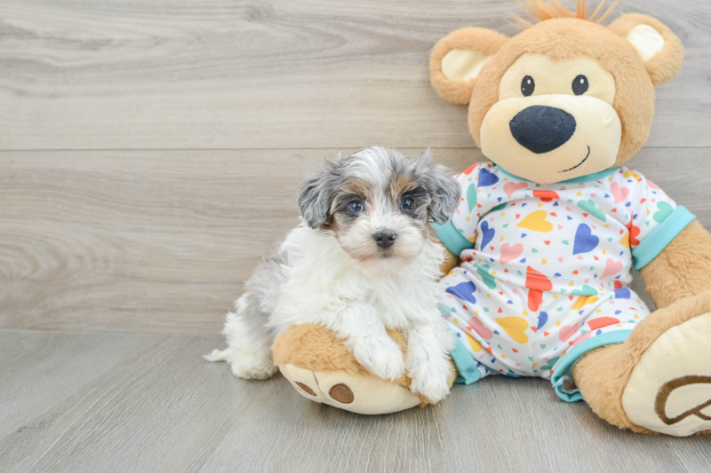 Meet Ramirez - our Havapoo Puppy Photo 1/13 - Seaside Pups