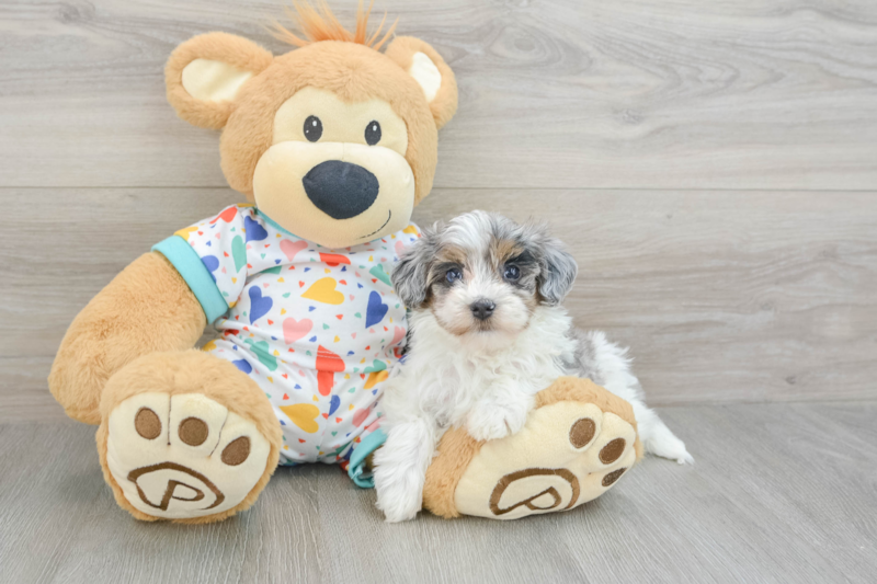 Meet Ramirez - our Havapoo Puppy Photo 3/13 - Seaside Pups