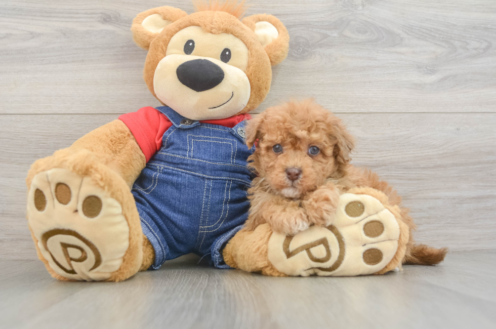 5 week old Havapoo Puppy For Sale - Seaside Pups
