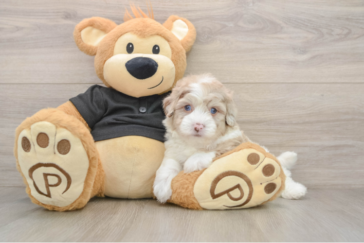 Havapoo Puppy for Adoption