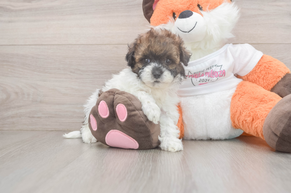 5 week old Havapoo Puppy For Sale - Seaside Pups