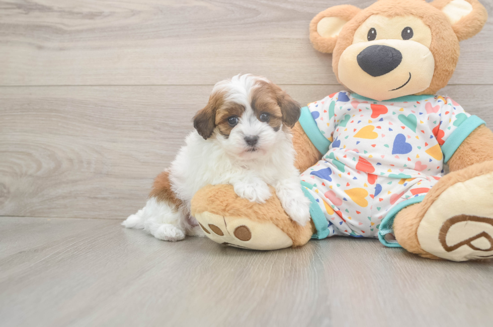 5 week old Havapoo Puppy For Sale - Seaside Pups