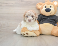 7 week old Havapoo Puppy For Sale - Seaside Pups