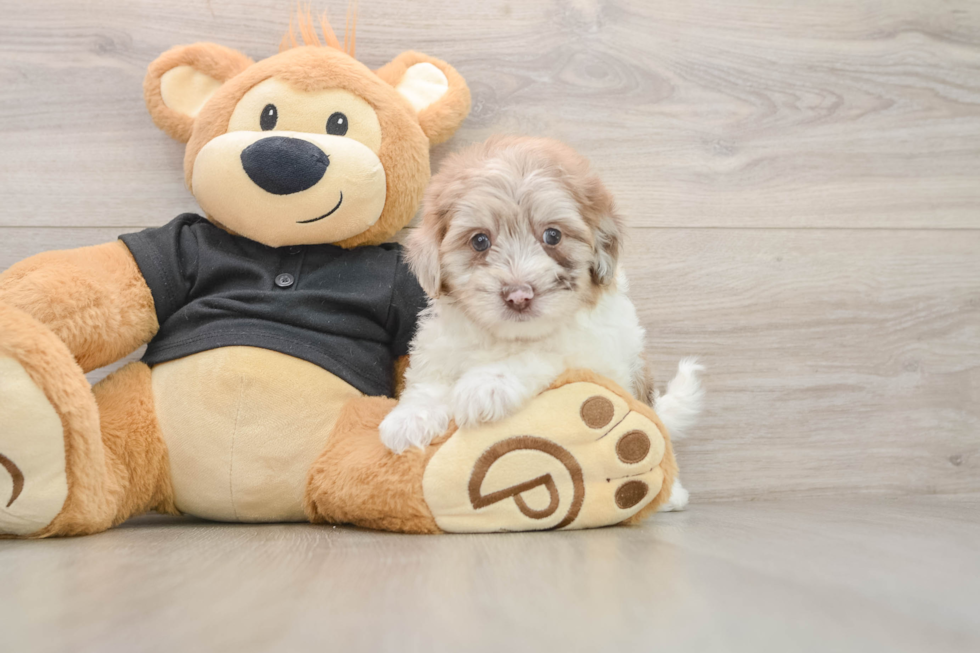 Havapoo Puppy for Adoption