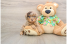Havapoo Puppy for Adoption