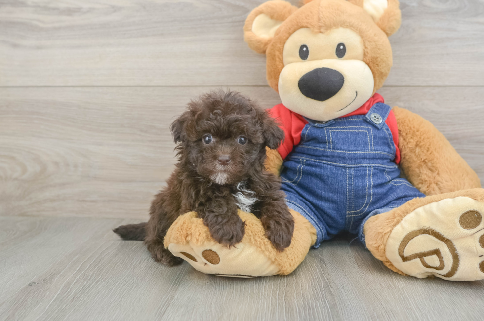 5 week old Havapoo Puppy For Sale - Seaside Pups