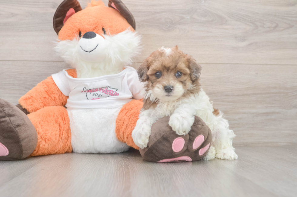 5 week old Havapoo Puppy For Sale - Seaside Pups