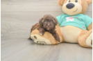 Havapoo Pup Being Cute