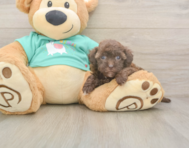 8 week old Havapoo Puppy For Sale - Seaside Pups