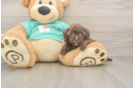 Popular Havapoo Poodle Mix Pup