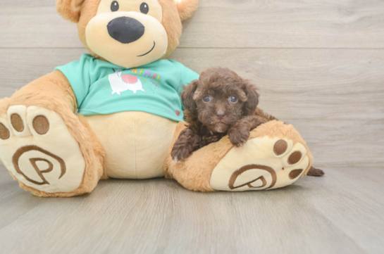 Popular Havapoo Poodle Mix Pup