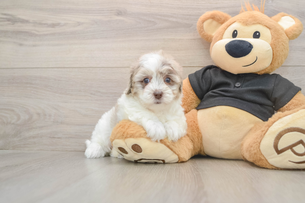 Havapoo Puppy for Adoption