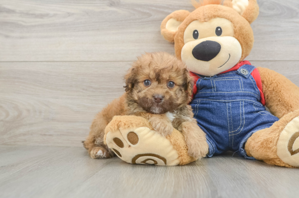 5 week old Havapoo Puppy For Sale - Seaside Pups
