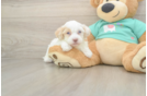 Sweet Havapoo Baby