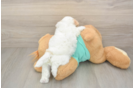 Popular Havapoo Poodle Mix Pup