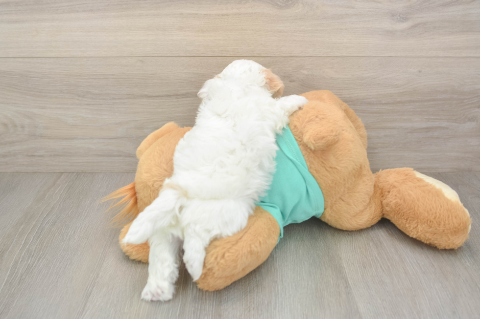 Popular Havapoo Poodle Mix Pup
