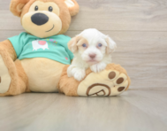 8 week old Havapoo Puppy For Sale - Seaside Pups