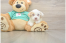 Havapoo Puppy for Adoption